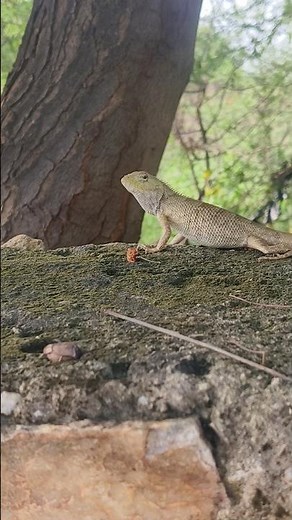 Girgit or Calotes versicolor - the common Indian Garden Lizard - our most common urban reptile?