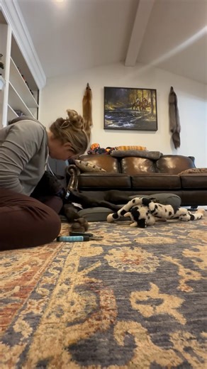 Micki, the Great Dane, settled nicely on place while getting her nails trimmed 🐾💅