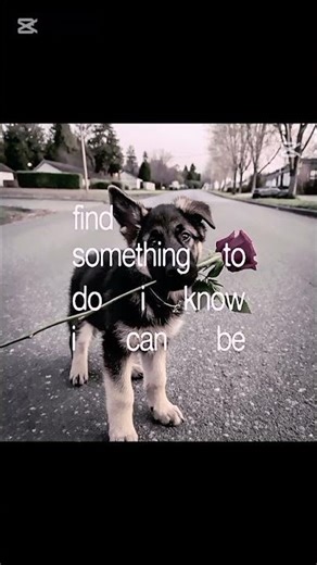 #dog lyrics