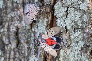 ‘If you see them, squish them’: Local arborist on the return of spotted lanternflies - WTOP News