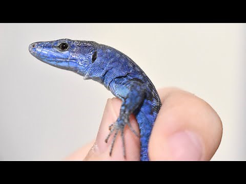 We welcomed home the world's bluest jewel-like lizard!!