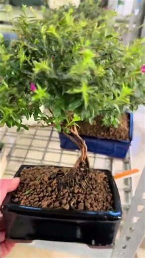 Why We Love Cuphea Bonsai 🌸 Easy Care & Flowers for Most of the Year