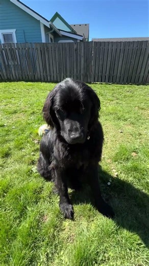 My right hand assistant 🧡 #newfie #coloring #coloringbook #doglife #newfoundland #coloringbookpages