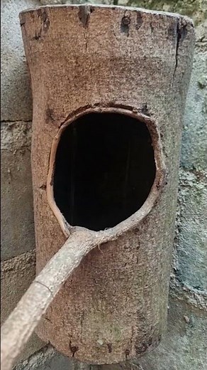 fast process of breeding magpie robins🗣