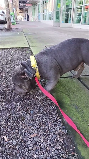 mini blue micro exotic bully Pacific Northwest