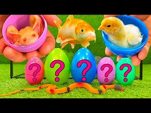 Baby Chicken and Duckling, Frog, Snake, Crayfish, Koi Fish, Scalar - cute baby animals videos