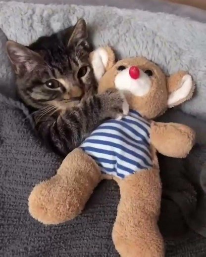 baby cat holds teddy bear while sleep #shorts