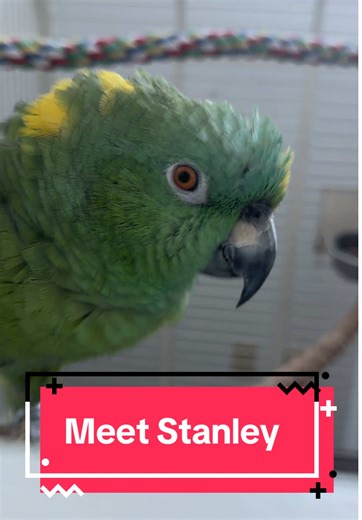 Stan the Man: Singing Yellow Naped Amazon Parrot