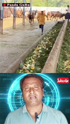 ఆకలి తీర్చిన మనసు🙏#cow #feeding #hungrycow #animalcare #humanity #kindheart #trendingshorts #sub #yt