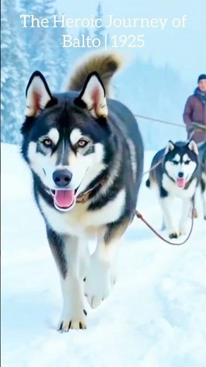 Hero Dog Balto Story