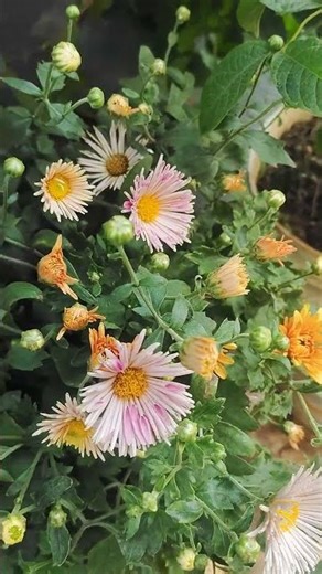 start blooming #garden #terracegardenindia #flowers #nature