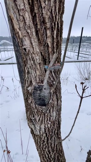 This geocache had a unique hiding style! #geocaching #geocache #geocachecontainer