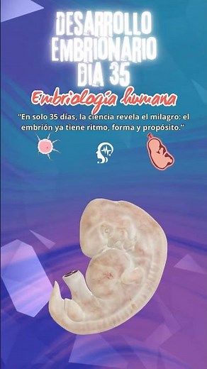 Embryonic development day 35