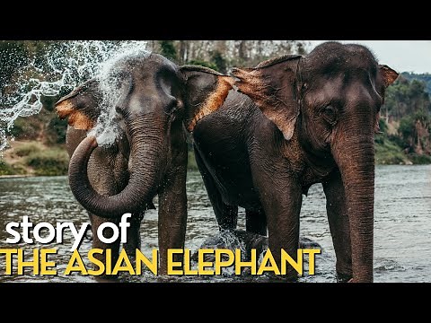 STORY OF THE ASIAN ELEPHANT | Documentary video with all details about ASIAN ELEPHANT