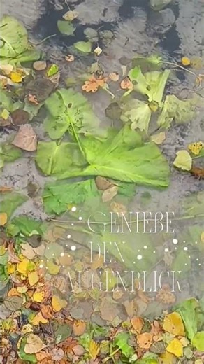 Duinger Bruchsee I Herbst 2025 I Outdooractive | Outdoor active | #duingerseenplatte