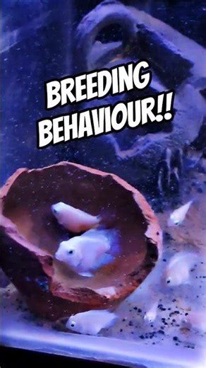 Polar Parrot Breeding Behavior Caught on Camera ❤️ #shorts