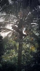 13M views · 284K reactions | Lihat ini guys, kejadian yg tak di inginkan dalam memanjat pohon kelapa #panjatkelapa #panenbuahkelapa #coconut | Ansar Anca | Facebook