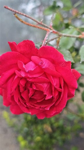 ꧁༺ɖɦǟʀʍɛռɖʀǟ༻꧂𓊈𒆜🅺🆄🆂🅷🆆🅰🅷𒆜𓊉 on Instagram: "Hame to matlab hai sirf tumse 😊 #instagram #facebook"