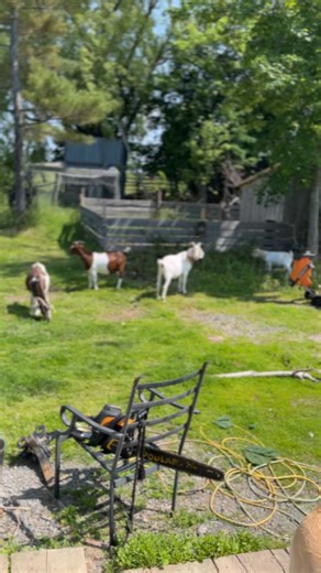 Ruby the Mastiff is nervous of the goats which is not a bad thing. Typically they don’t interact as it’s too easy for a dog to hurt a goat so I’m very glad our dogs are timid around them and don’t think it’s a good idea to “play” with them. | Mudder Cluckin’ Farm