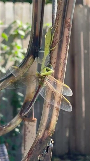 Praying Mantis Takes Down a Dragonfly || ViralHog