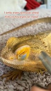 89K views · 2.7K reactions | Bearded Dragon Life on Reels | Facebook