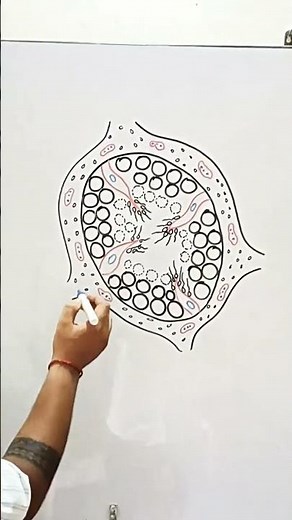 T.S Structure of Testis#biology