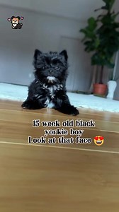 This 15 week old Yorkie Puppy Has The Sweetest Face 🙈 #yorkie #yorkshireterrier #yorkiepuppies #yorkielove #yorkieoftheday #yorkiepuppy #yorkielife #yorkieoftheday #yorkielovers #yorkies | I Love Yorkshire Terrier