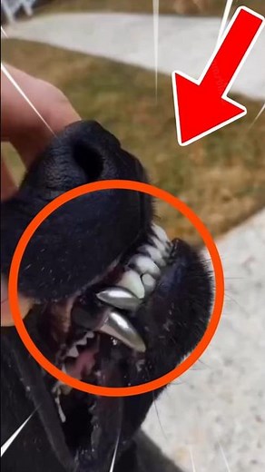 TOP 5 PERROS con las MORDIDAS MÁS PODEROSAS del Mundo 🐶