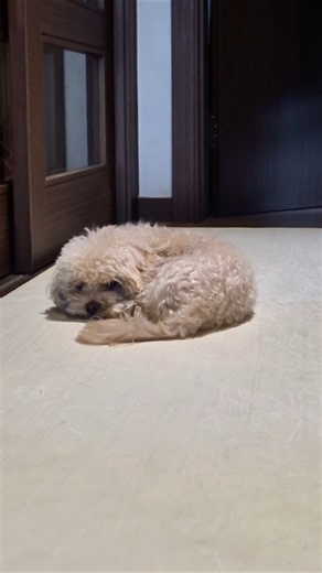 알고 있었니? 누누가 기다리는 거…🐶🐾