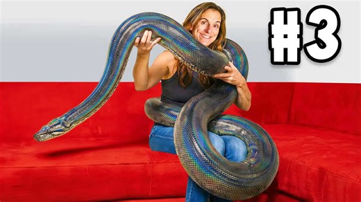 10 of the most beautiful snakes found in nature