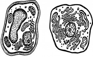 Observando as diferenças entre células animais e vegetais - Brasil Escola