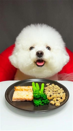 Salmon First, Crunch Later: Bichon’s Ultra-Satisfying Mukbang #dogeating #pets #dogshorts
