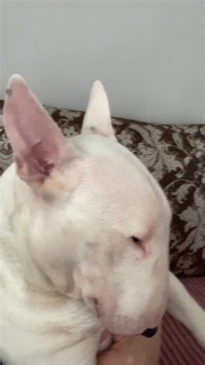 Jora in Da House: Moldova's Fun Comedy Moments