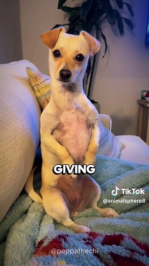 Meet the Chiweenie: Adorable Chihuahua-Dachshund Mix