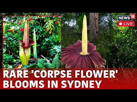 Corpse Flower Blooming Live | Rare Corpse Flower Blooms In Royal Botanic Gardens of Sydney | N18G