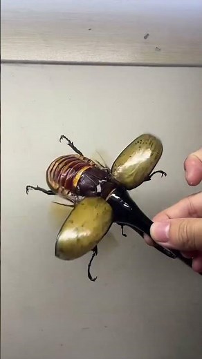 Flying Hercules Beetle 🪲✨ | Dynastes Hercules #nature #beetle #wildlife #bugs