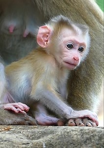Most adorable baby monkey! cutest baby monkey is asking her mother for milk before have to play and walking around... | Jane Family