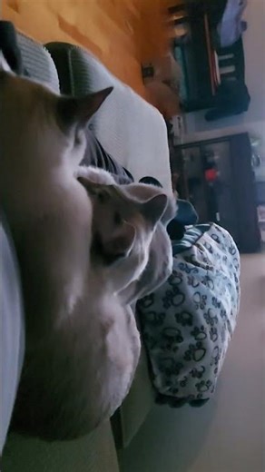 Siamese Cuddle cats #animalbehavior