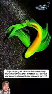 Danio slayer fish #fish #ornamentalfish #fish #aquascape #aquarium #fyp #funny #pets #pet #animal...