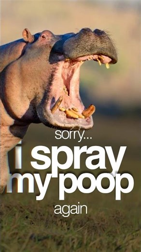 Hippos are defecation sprinklers #wildlife #animals #animalfacts