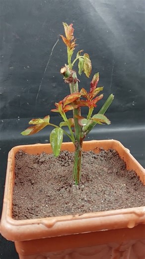 How to grow rose plant at home from stem || Best & easy method for make colorful garden //#highlights #share | DIY IndoorGarden