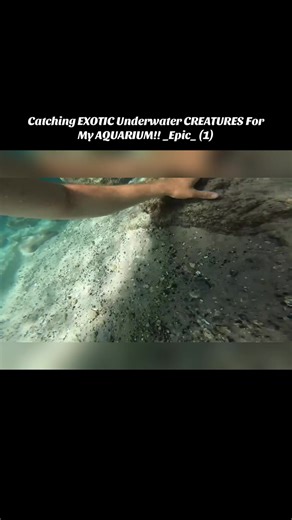 Nick Bingo (@nick_bingo01)’s videos with nhạc nền - Nick Bingo