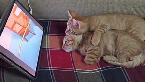 Time to watch some Caturday morning cartoons! 😸🐭 | Cobbler Cat
