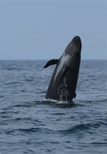 False killer whales jumping down San Diego’s coast today! One of the largest dolphin species, and a rare coastal visitor making this encounter extra special.