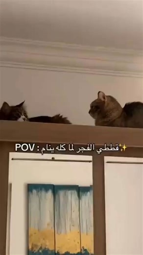 Old Egypt History on Reels