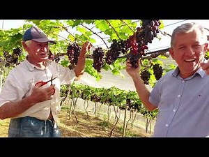 Dicas para Produção de Uvas Sem Sementes: BRS Vitória e BRS Isis, Aqui no ES.