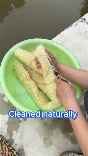 How loofahs transform from plant to sponge #satisfying #process