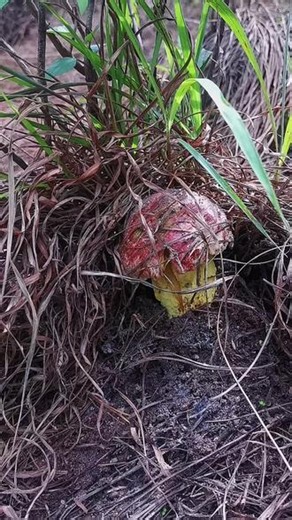 拾菌治愈一切#谁懂捡菌子的乐趣 #原生态野生食材