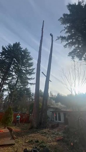 1.9K views | Tree Work Services on Reels | Facebook