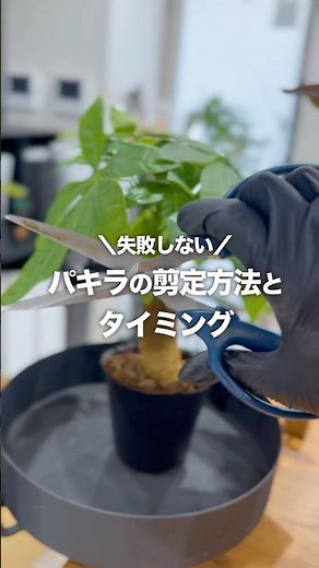【パキラの剪定方法】失敗しないタイミングと切り方✂️#植物大好き #植物のある暮らし #植物 #植物初心者